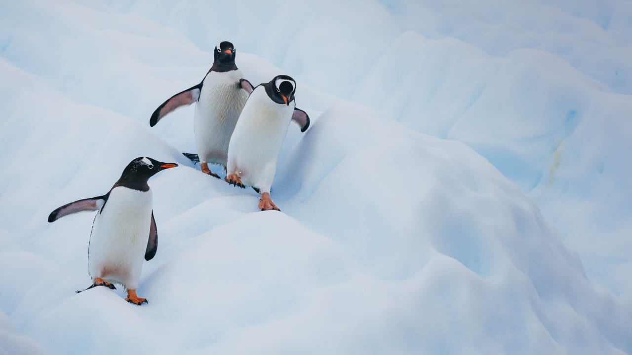 Antarctica_explore_banner