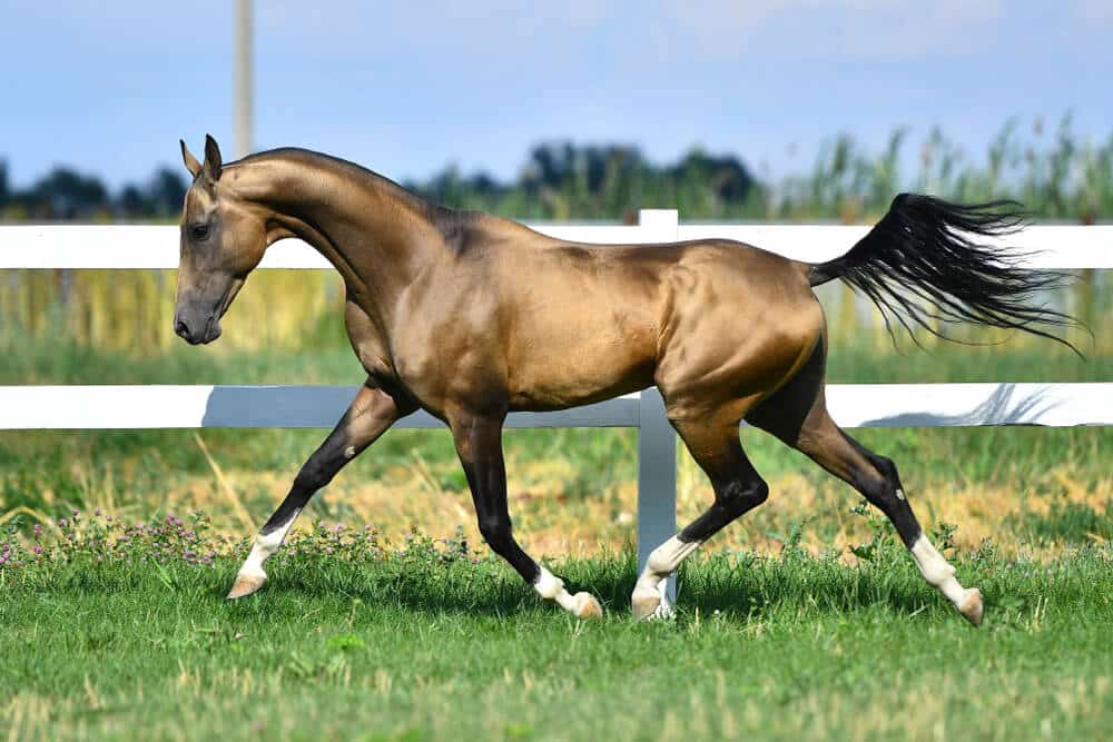 Akhal–Teke Horse_Turkmenistan