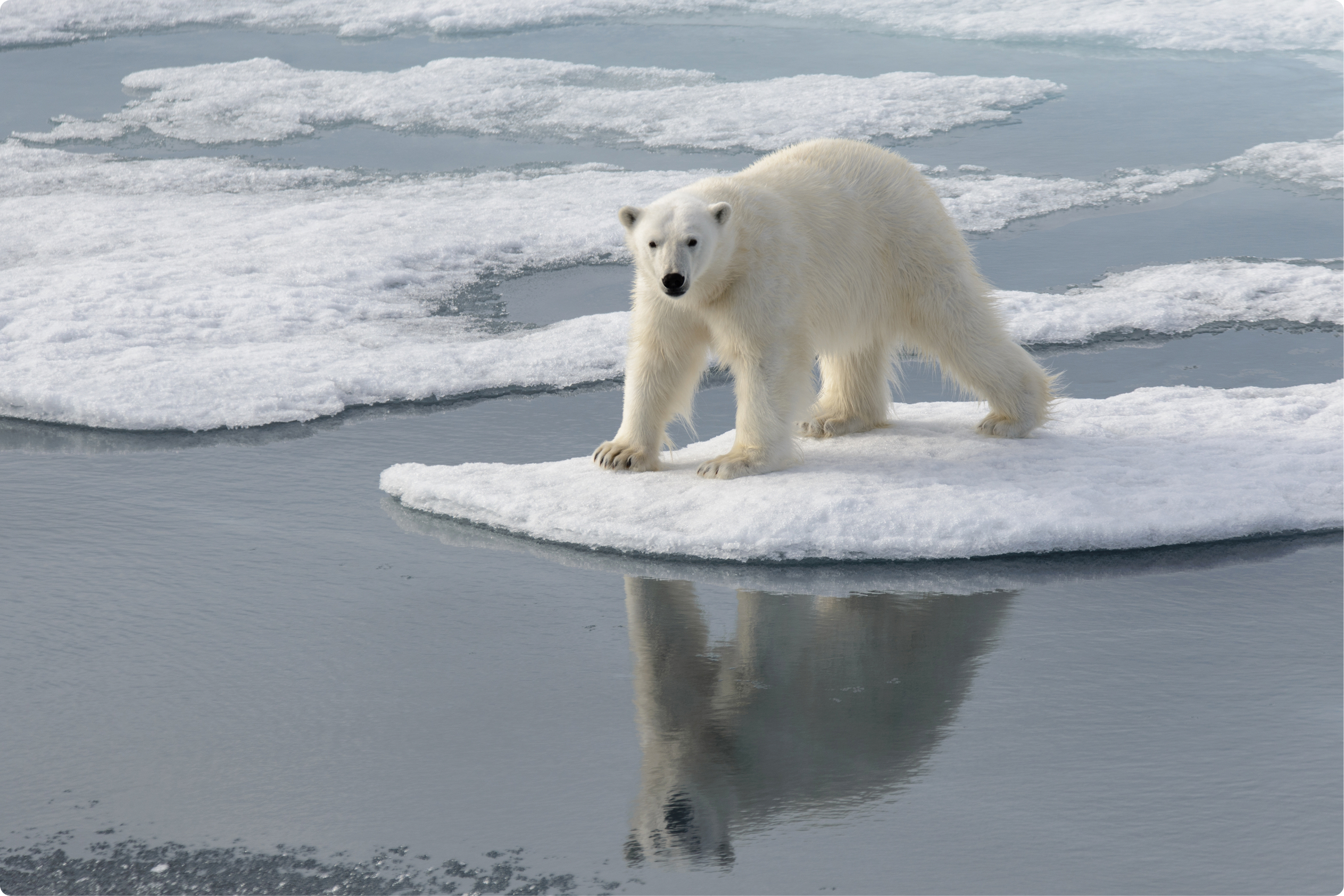 邂逅北極熊等極地野生動物