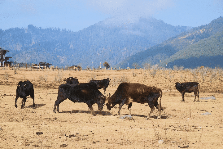 Motithang Takin Preserve